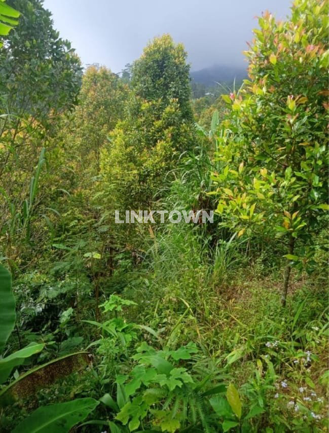 Dijual tanah 6,5ha (651,20 are) di kawasan wisata TURYAPADA TOWER dekat Bedugul Bali