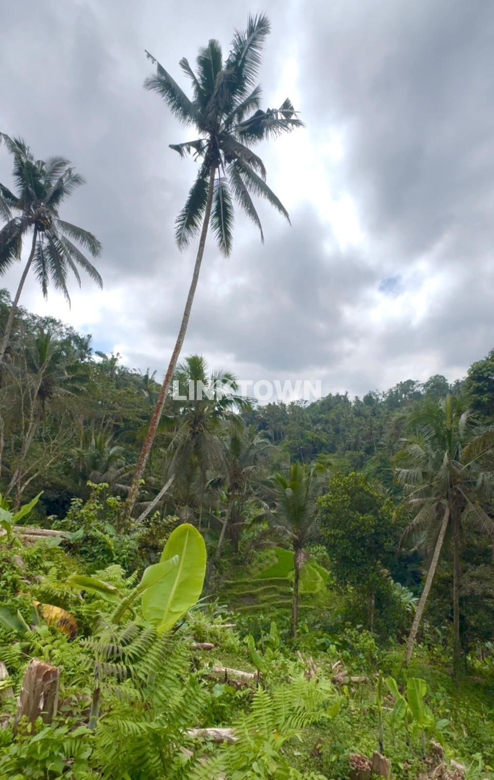 Dijual Tanah 8.220m² di Ubud Tegallalang