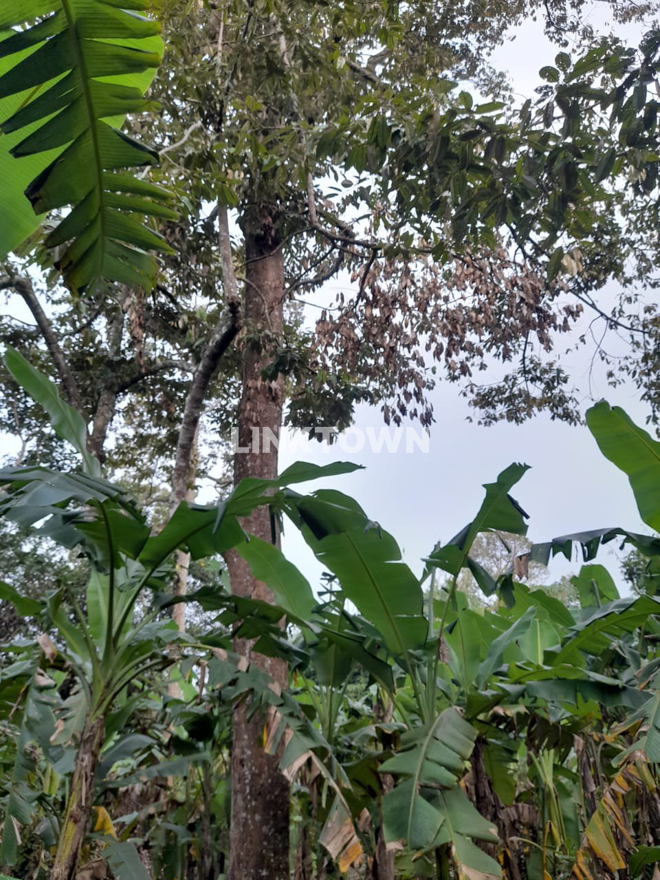 Dijual Tanah Perkebunan SHM di Gondorio Semarang Dijual Tanah Perkebunan SHM di Gondorio Semarang