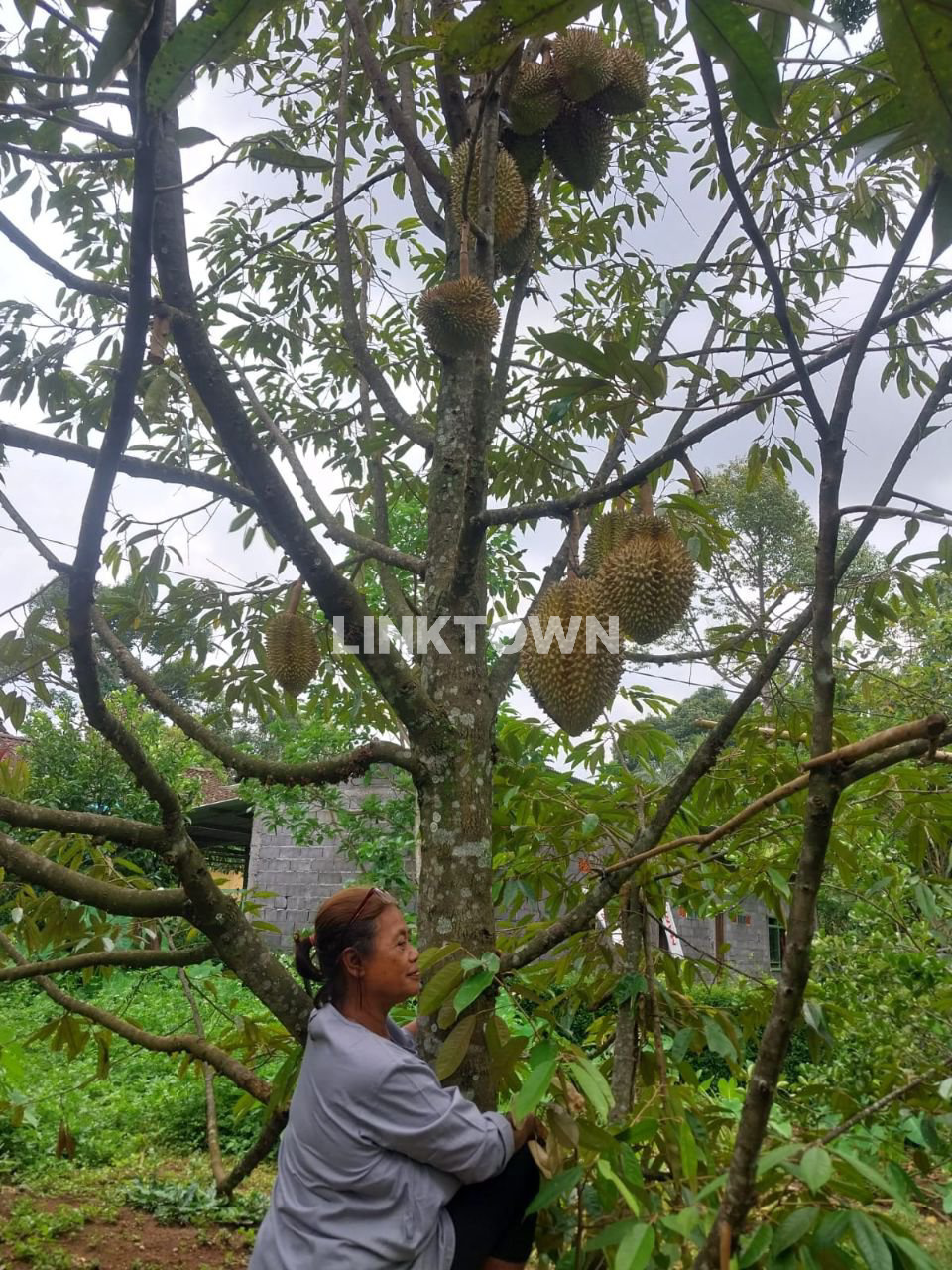 Harga Nego Tanah Perkebunan Strategis di Gunung Pati Semarang