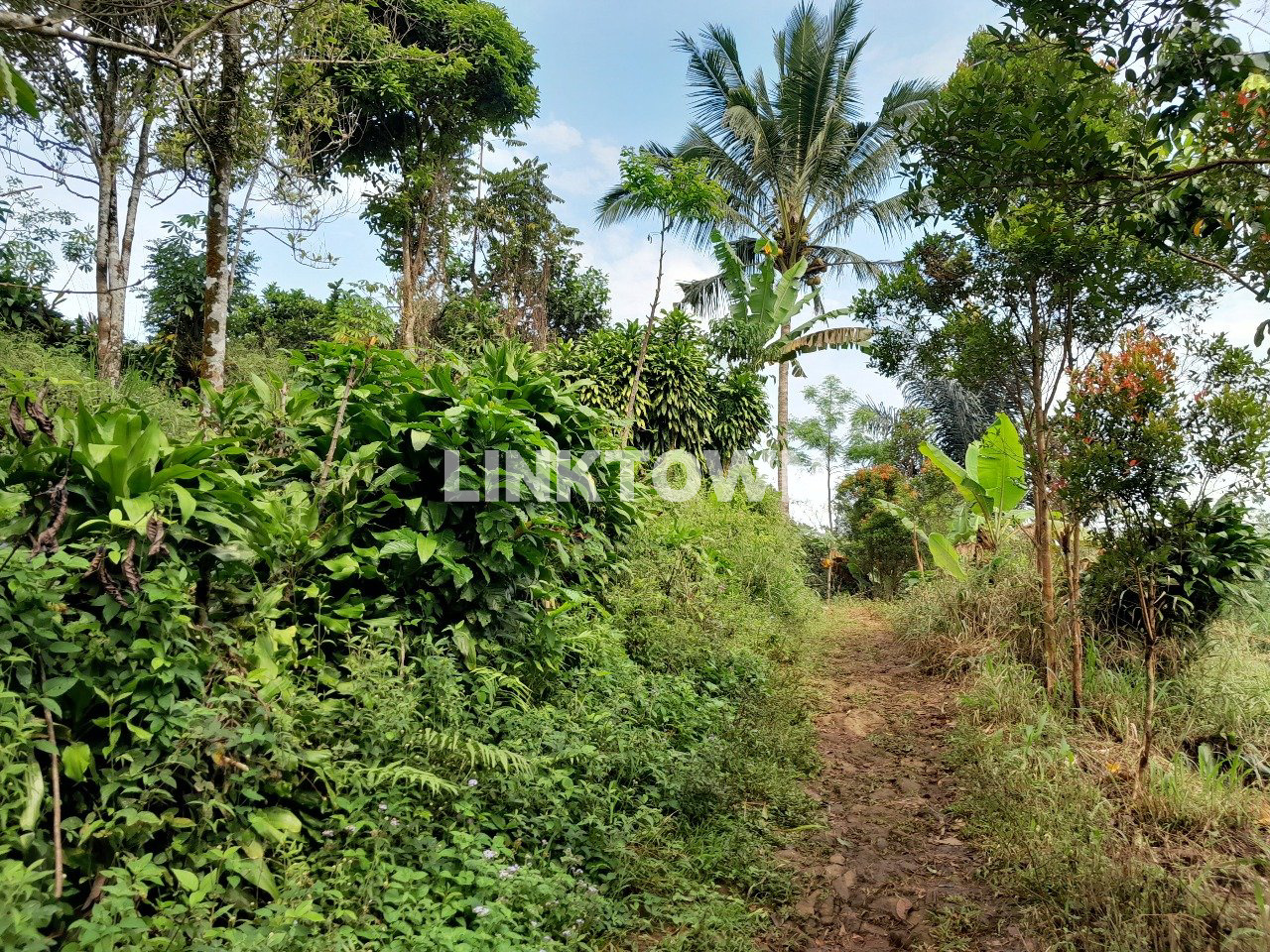 DIJUAL CEPAT TANAH SHM DI ATAS 600-800 MDPL CIATER LERENG GUNUNG TANGKUBAN PERAHU DIJUAL CEPAT TANAH SHM DI ATAS 600-800 MDPL CIATER LERENG GUNUNG TANGKUBAN PERAHU